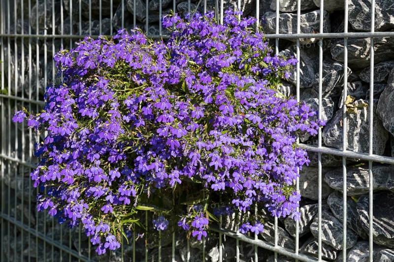 Blue Lobelia