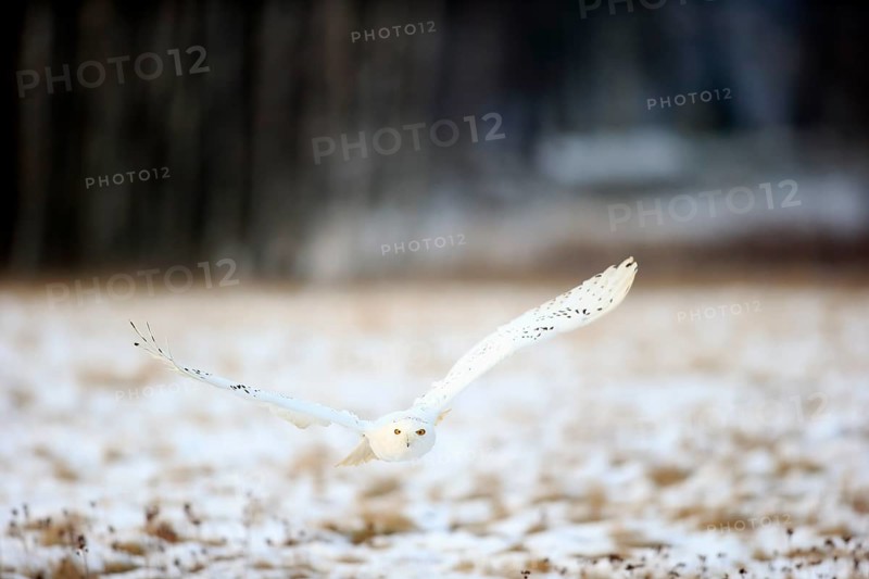 Snowy Owl