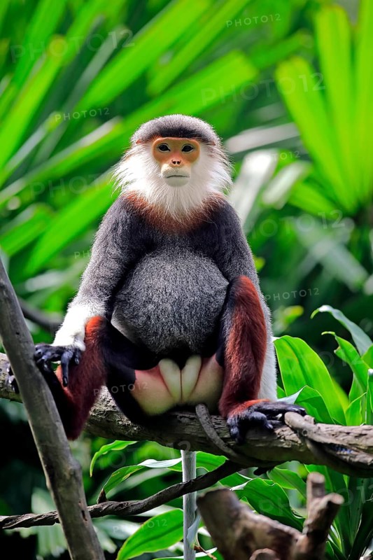 Red-shanked douc