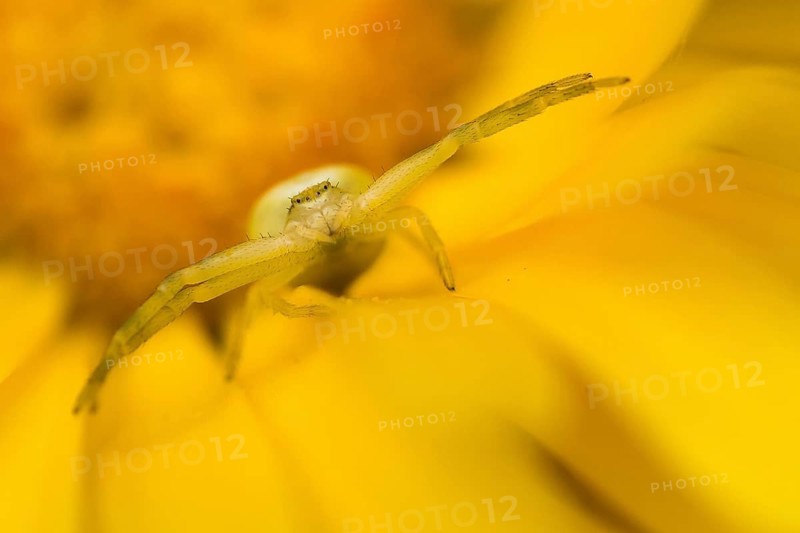 Goldenrod crab spider