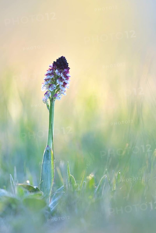 Burnt-tip orchid