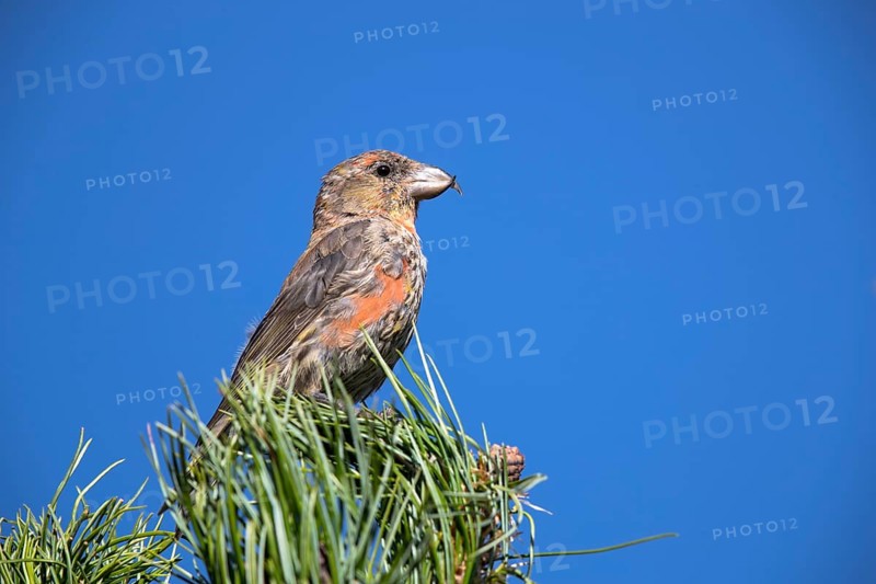 Common crossbill