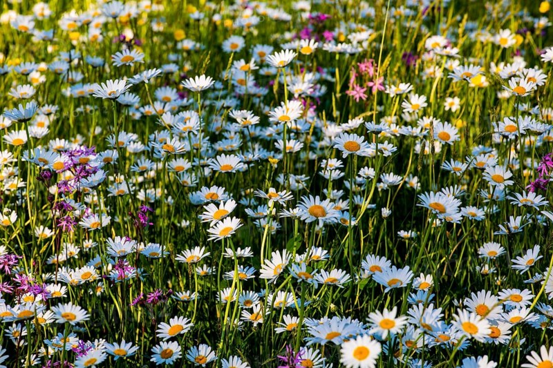 Sea of blossoms