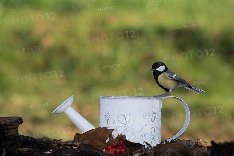 Great tit