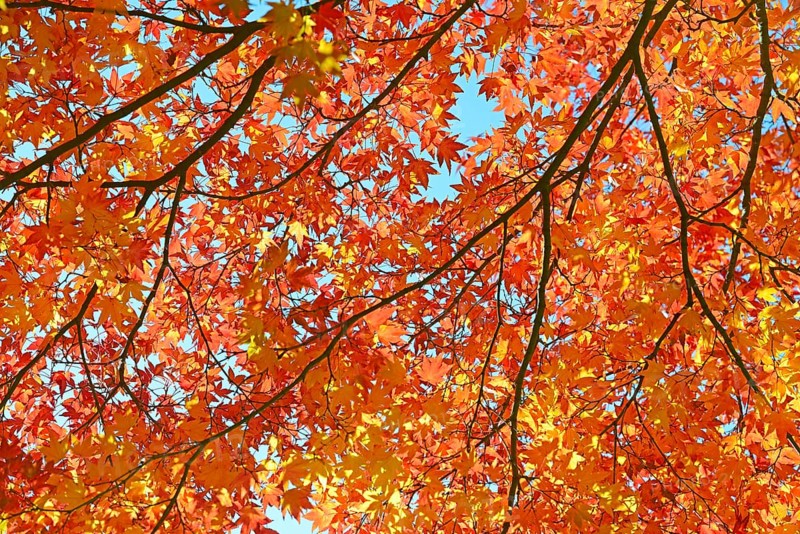 Autumnally discoloured red leaves