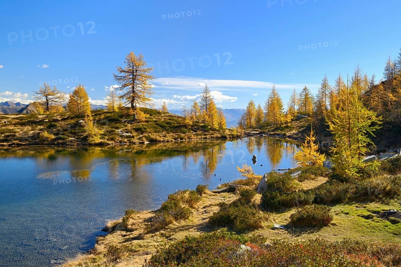 Larches