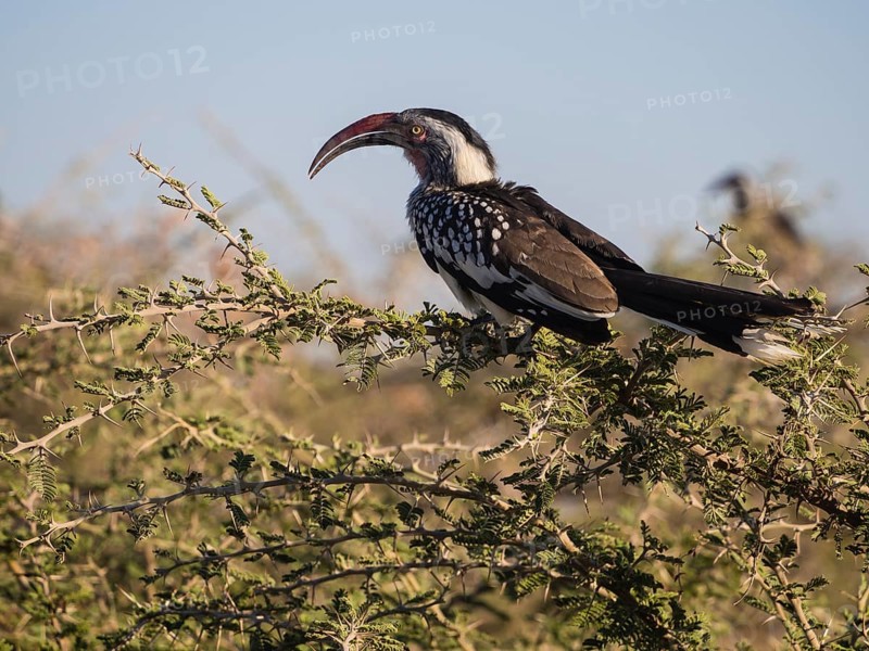 Red-billed hornbill