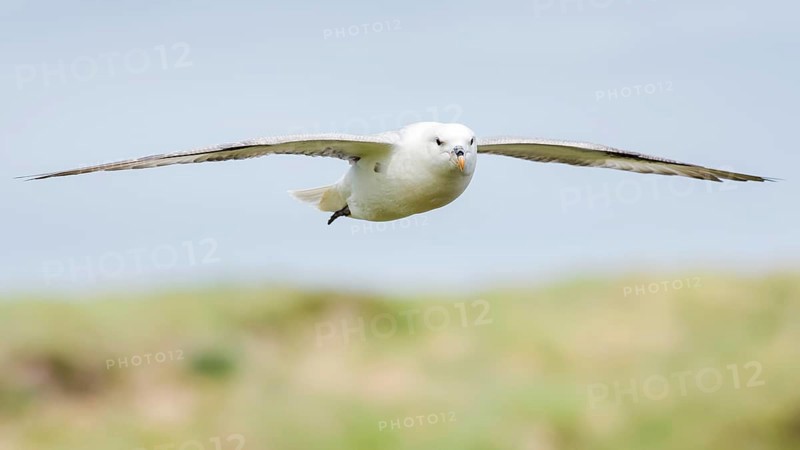 Northern fulmar