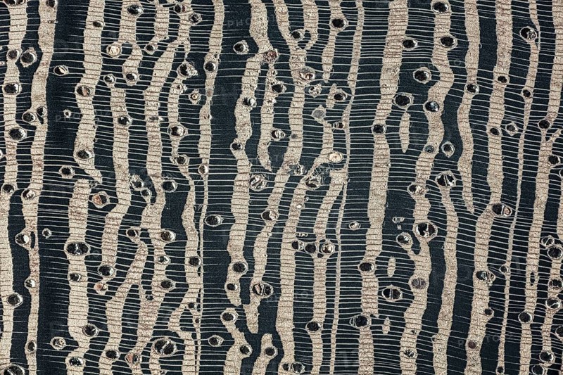 Photomicrograph