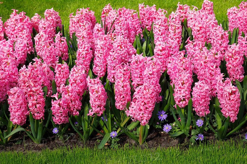 Blooming pink hyacinths