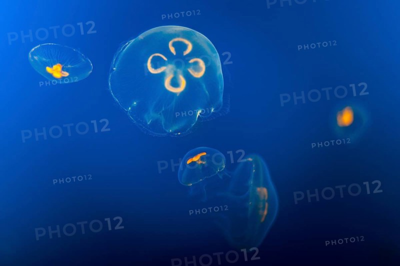 Jellyfish