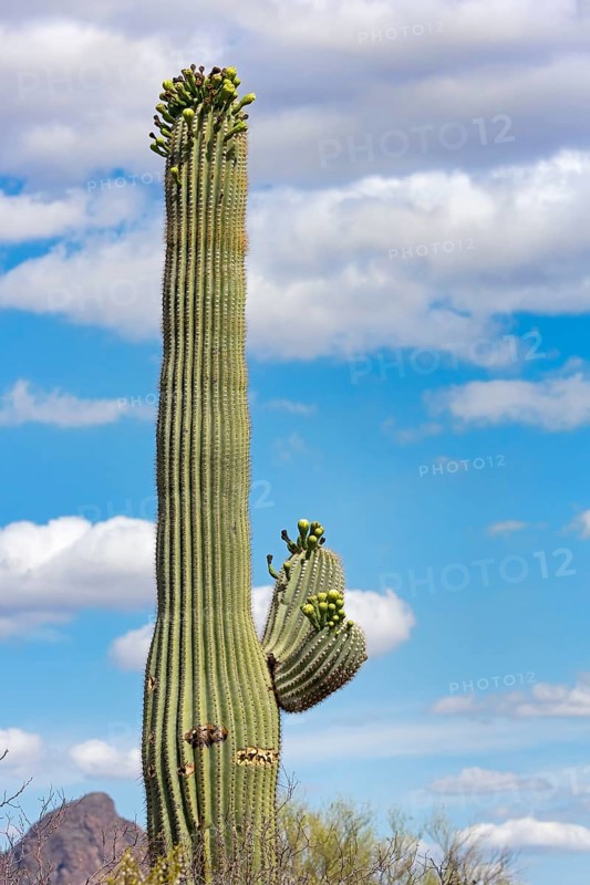 Saguaro Cactus