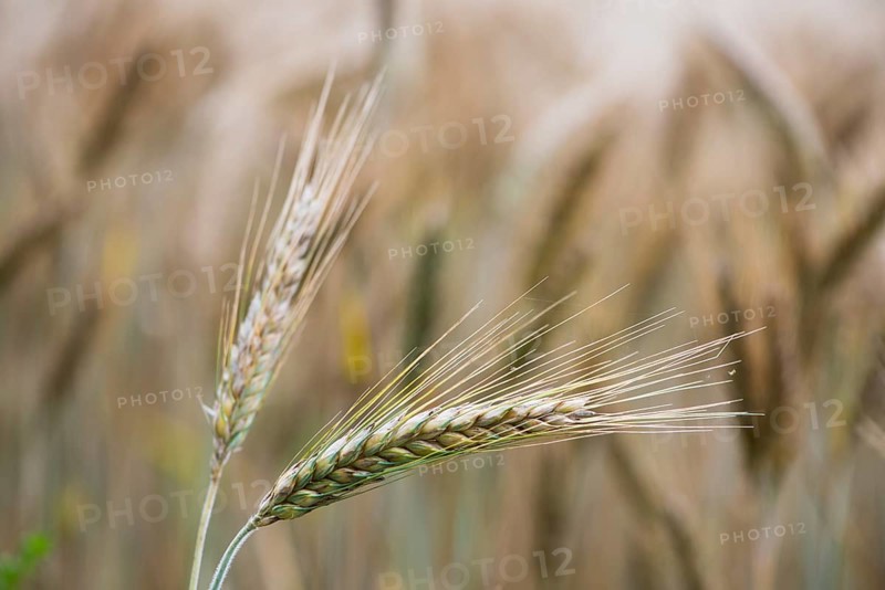 Triticale ears