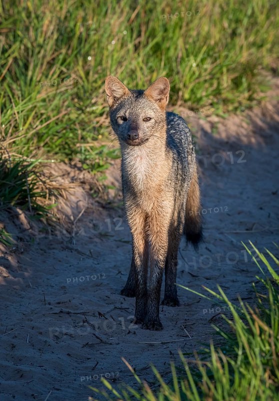 Hoary fox