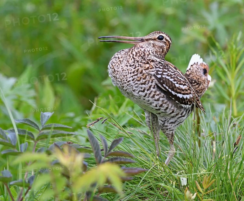 Great snipe