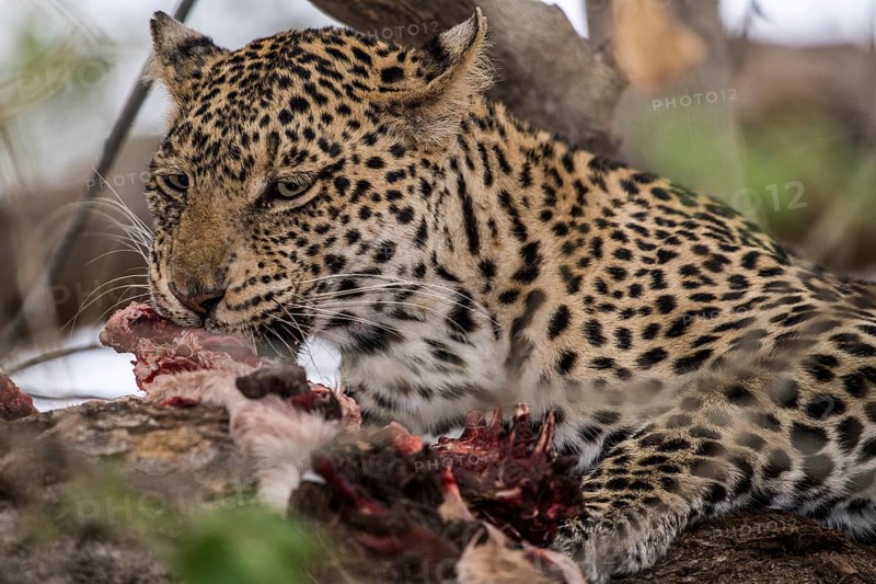 Leopard