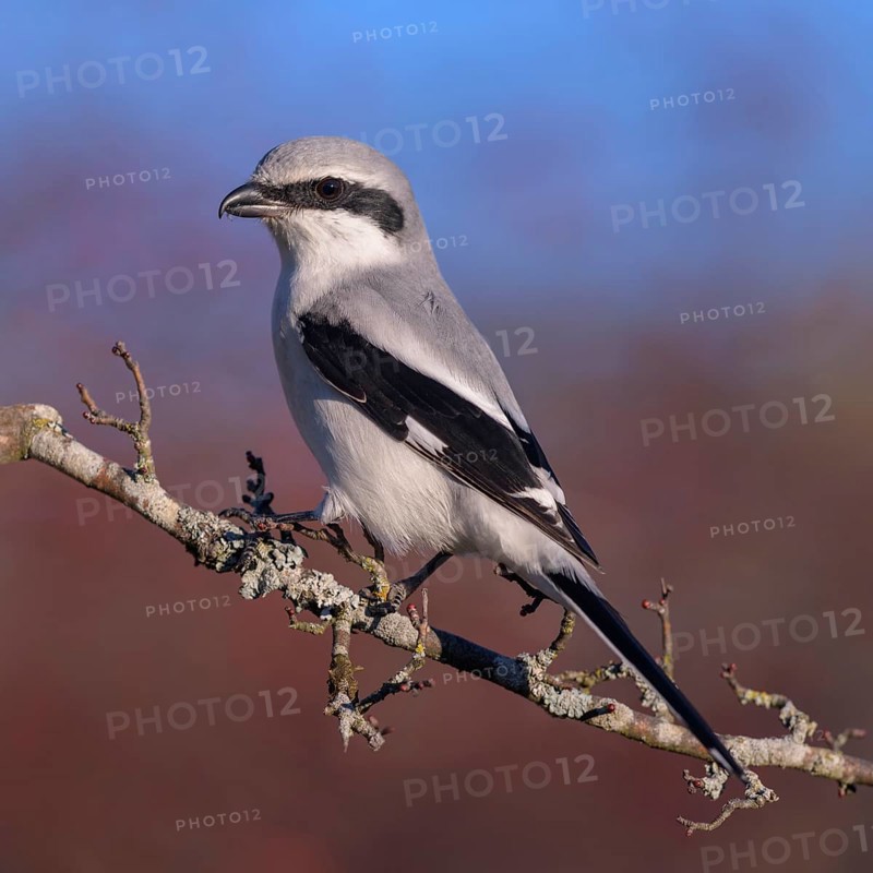Great Grey Shrike