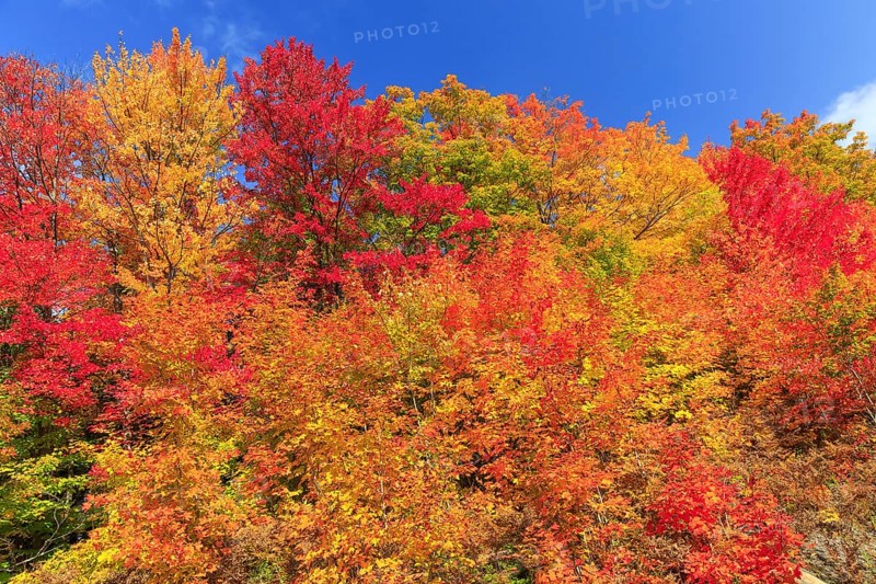 Autumn colors