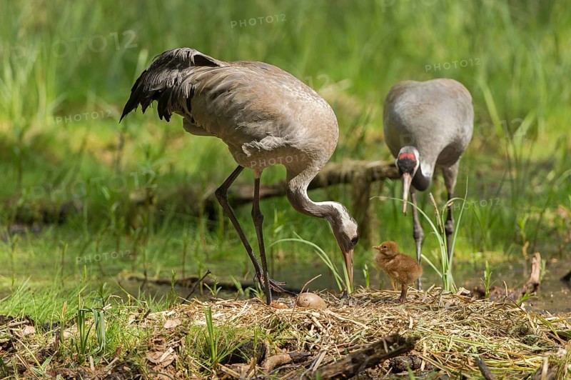 Common or Eurasian cranes