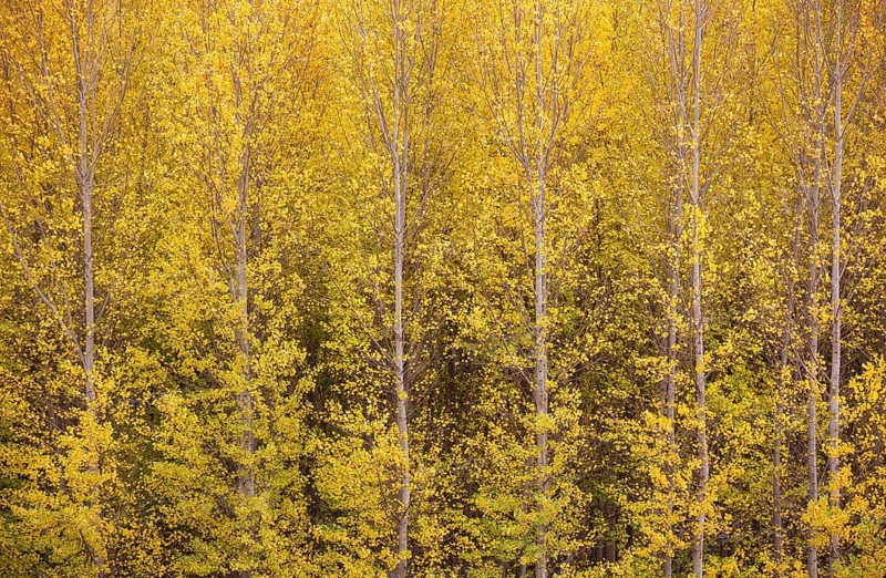 Yellow aspens