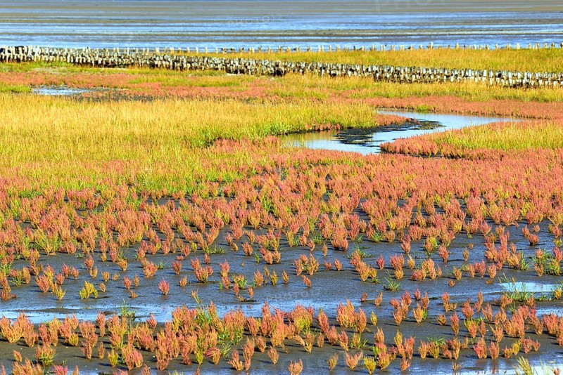 Glasswort