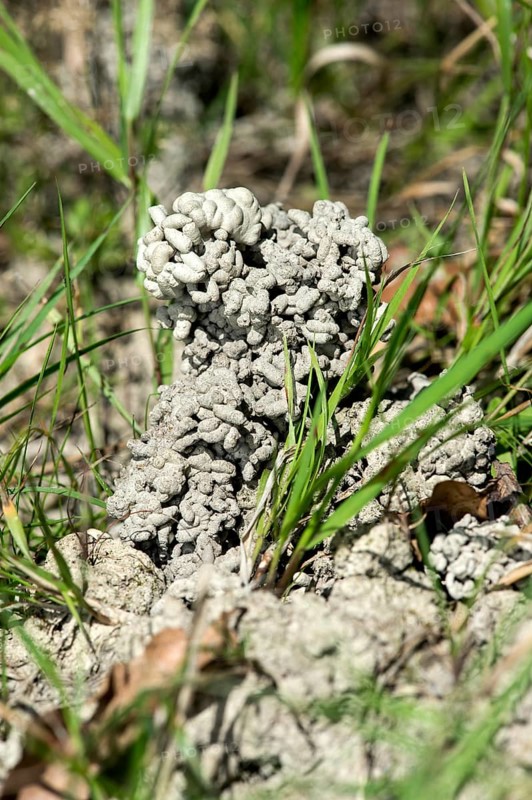 Pedogenic precipitates from earthworm