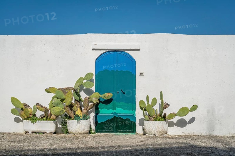 Cactus in front of white wall and mediterranean door
