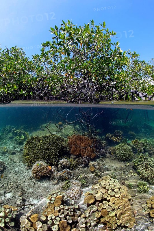 On top Red Mangrove