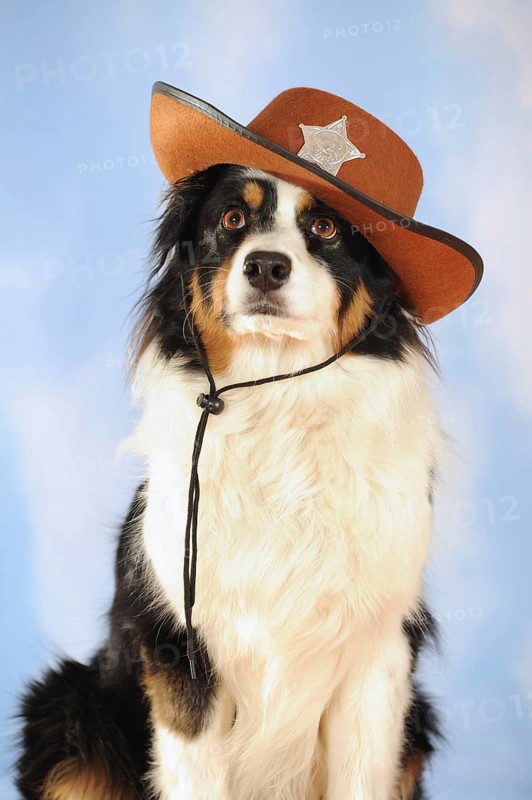Australian Shepherd