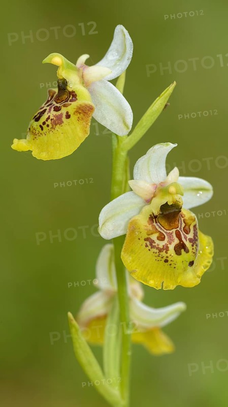 Late spider orchid
