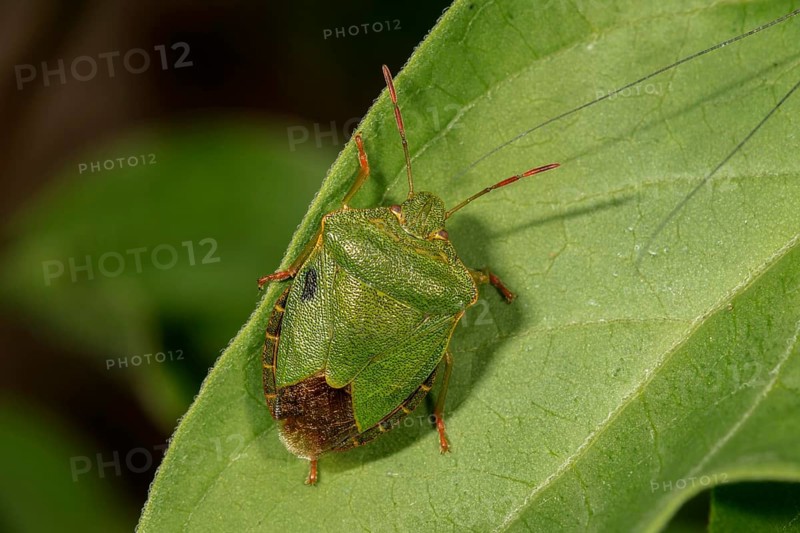 Green shield bug