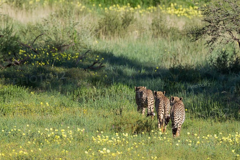 Cheetah
