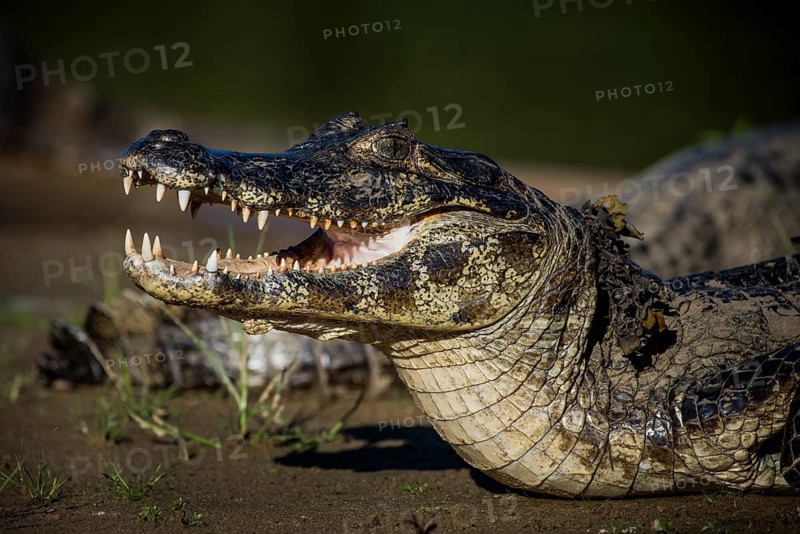 Yacare Caiman