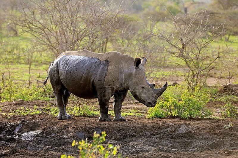 White rhinoceros