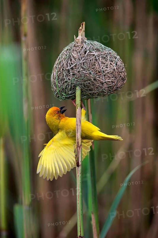 Eastern Golden Weaver