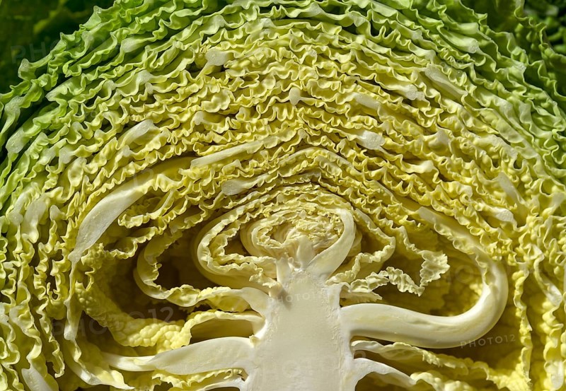 Halved savoy cabbage