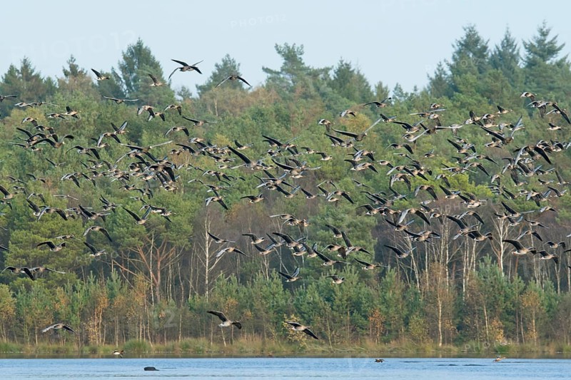 Greater white-fronted geese