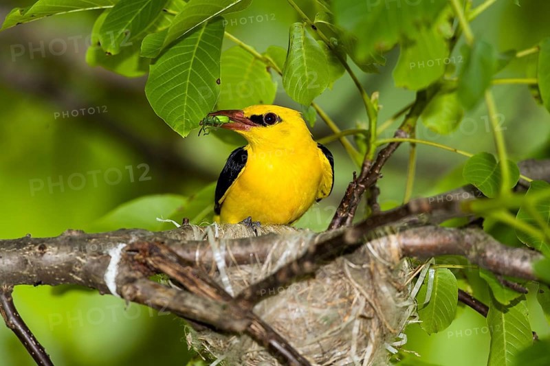 Eurasian Golden Oriole