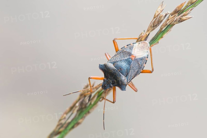 Forest bug