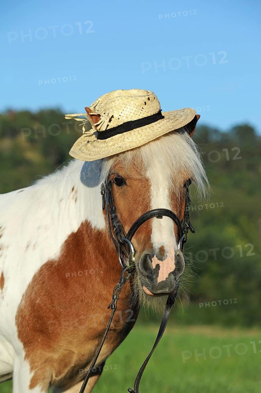 Iceland pony
