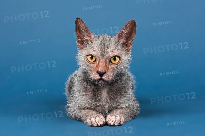 Werewolf Cat or Lykoi Cat