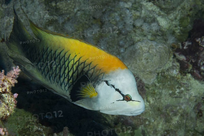 Sling-jaw wrasse