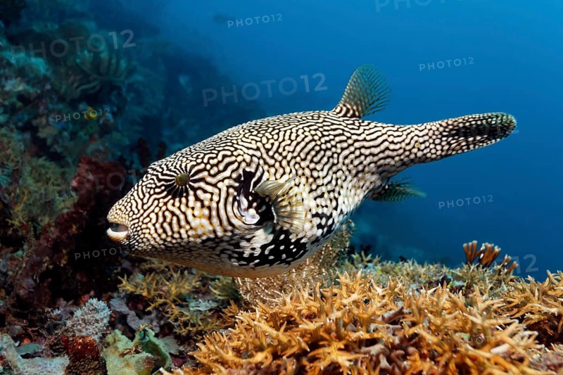 Map puffer