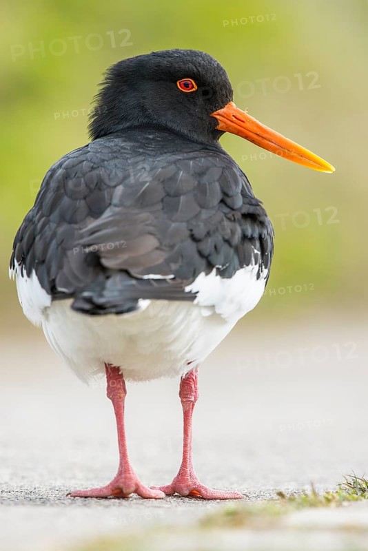 Eurasian oystercatcher