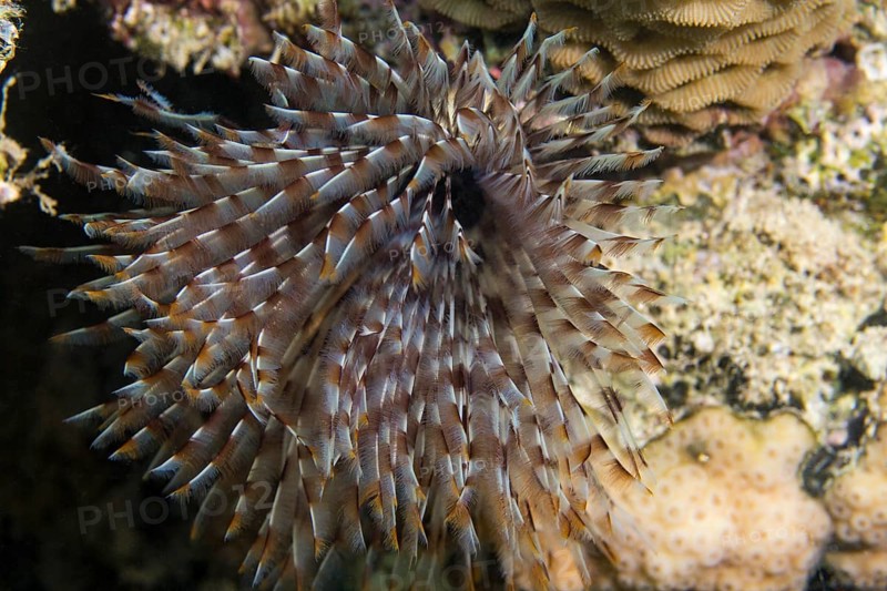 Featherworm