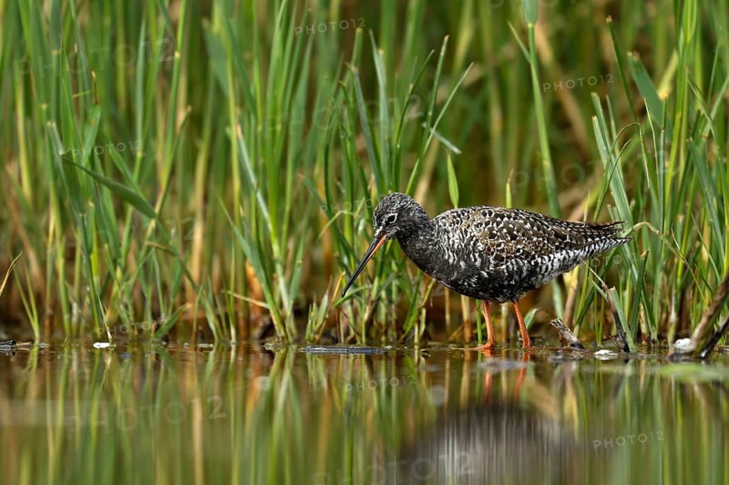 Spotted Redshank