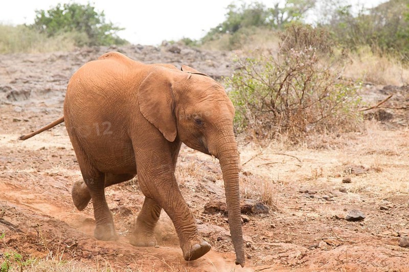 Young orphan african elephant