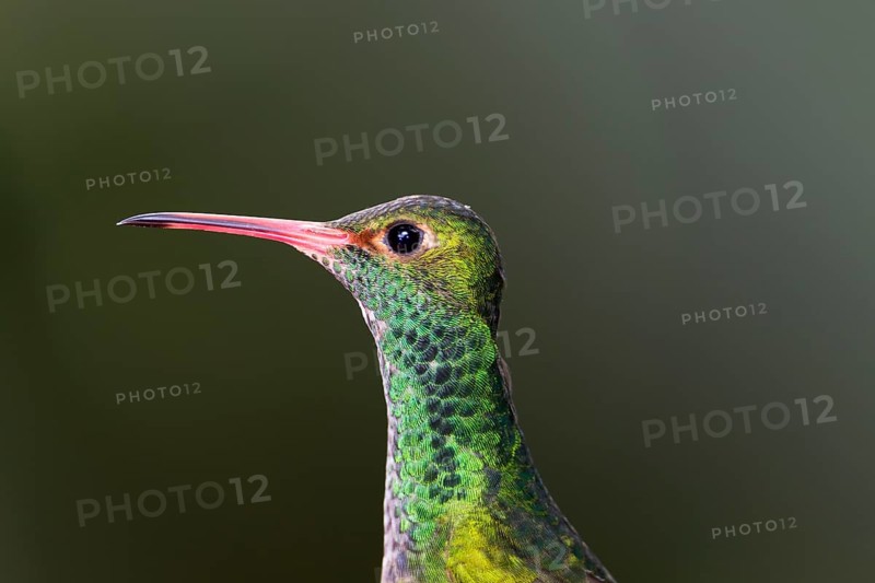 Rufous-tailed Hummingbird