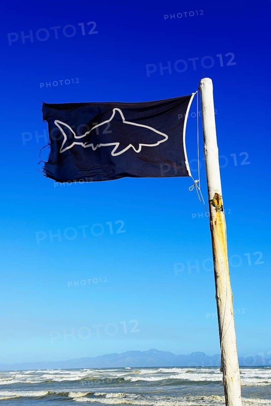 Blue flag with shark