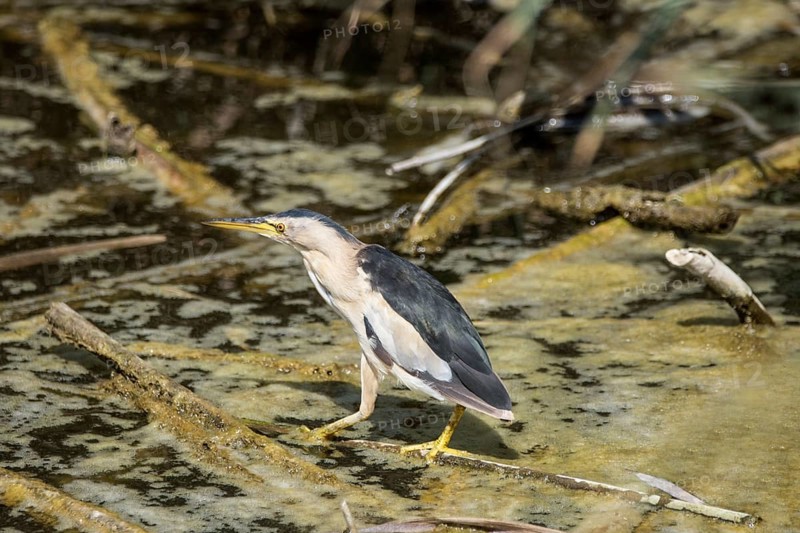 Little Bittern